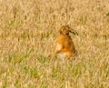 Brown march hare in a field Royalty Free Stock Photo