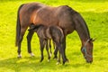 Brown mare with drinking foal on a green meadow in summer in The Netherlands Royalty Free Stock Photo