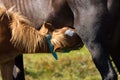 Brown mare feeding foal in field. Brown foal drinking milk close up. Horses in pasture. Farm life concept.