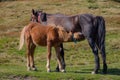 Brown mare feeding foal in field. Brown foal drinking milk. Horses in pasture. Farm life concept. Ranch animals. Royalty Free Stock Photo