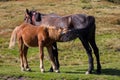 Brown mare feeding foal in field. Brown foal drinking milk. Horses in pasture. Farm life concept. Ranch animals.