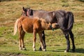 Brown mare feeding foal in field. Brown foal drinking milk. Horses in pasture. Farm life concept. Ranch animals.