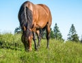 Brown mare or a female horse on a meadow grazing Royalty Free Stock Photo