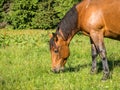 Brown mare or a female horse on a meadow grazing Royalty Free Stock Photo