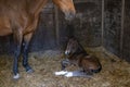 A brown mare foal is born in a horse box, stable, and lies in the straw Royalty Free Stock Photo