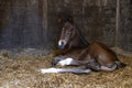 A brown mare foal is born in a horse box, stable, and lies in the straw Royalty Free Stock Photo