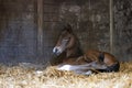 A brown mare foal is born in a horse box, stable, and lies in the straw Royalty Free Stock Photo