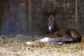 A brown mare foal is born in a horse box, stable, and lies in the straw Royalty Free Stock Photo