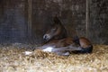 A brown mare foal is born in a horse box, stable, and lies in the straw Royalty Free Stock Photo