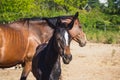 Brown mare and foal grazing in the yard Royalty Free Stock Photo