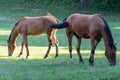 Brown mare and foal horse grazing in pasture and eating green grass. Royalty Free Stock Photo