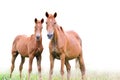 Brown mare and foal on white background