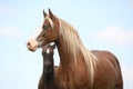 Brown mare with long mane standing with foal