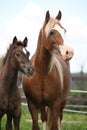 Brown mare with long mane standing with foal