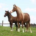 Brown mare with long mane standing with foal