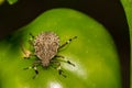 Brown Marmorated Stink Bug Royalty Free Stock Photo