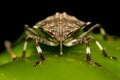 Brown Marmorated Stink Bug Royalty Free Stock Photo