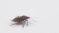 Brown marmorated stink bug close up dorsal view