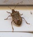 Brown marmorated stink bug. Halyomorpha Royalty Free Stock Photo