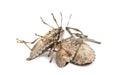 Brown Marmorated Stink Bug, Halyomorpha halys Royalty Free Stock Photo