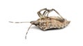 Brown Marmorated Stink Bug, Halyomorpha halys
