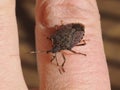 brown marmorated stink bug