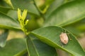 Brown marmorated stink bug Halyomorpha halys on citrus tree leaf, insect harmful to plants