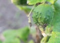 Brown marmorated stink bug Halyomorpha halys on a cucumber in the garden - Pests everywhere concept