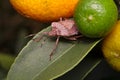 Brown marmorated stink bug Halyomorpha halys on a green leaf of a lemon tree Royalty Free Stock Photo