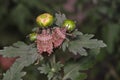 Brown marmorated stink bug Halyomorpha halys on green leaves