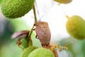 Brown marmorated stink bug Halyomorpha halys on green  lychee fruits Royalty Free Stock Photo