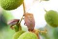 Brown marmorated stink bug Halyomorpha halys on green  lychee fruits Royalty Free Stock Photo