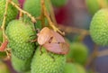 Brown marmorated stink bug Halyomorpha halys on green  lychee fruits Royalty Free Stock Photo