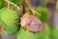 Brown marmorated stink bug Halyomorpha halys on green  lychee fruits Royalty Free Stock Photo