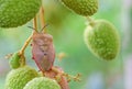 Brown marmorated stink bug Halyomorpha halys on green  lychee fruits Royalty Free Stock Photo