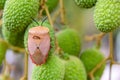 Brown marmorated stink bug Halyomorpha halys on green  lychee fruits Royalty Free Stock Photo