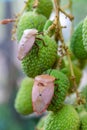 Brown marmorated stink bug Halyomorpha halys on green  lychee fruits Royalty Free Stock Photo