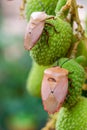 Brown marmorated stink bug Halyomorpha halys on green  lychee fruits Royalty Free Stock Photo