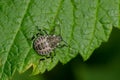 Brown Marmorated Stink Bug - Halyomorpha halys