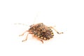 Brown Marmorated Stink Bug Royalty Free Stock Photo