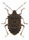 Brown marmorated stink bug Halyomorpha halys, a pest from Asia Royalty Free Stock Photo