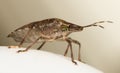 A Brown marmorated Stink Bug, Halyomorpha halys. Royalty Free Stock Photo