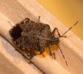 A Brown marmorated Stink Bug, Halyomorpha halys.