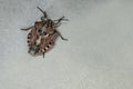 Brown marmorated stink bug Halyomorpha halys. On plain background with copyspace,on gray background close up.Insects are small Royalty Free Stock Photo