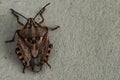 Brown marmorated stink bug Halyomorpha halys. On plain background with copyspace,on gray background close up.Insects are small Royalty Free Stock Photo