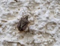 Brown Marmorated Stink Bug , Halyomorpha halys, on wall-