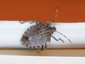 Brown marmorated stink bug insect animal