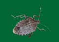 Brown marmorated stink bug insect animal Royalty Free Stock Photo
