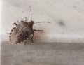 brown marmorated stink bug insect animal Royalty Free Stock Photo