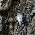 The brown marmorated stink bug is an insect in the family Pentatomidae Royalty Free Stock Photo